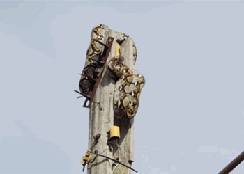 dog chasing horror movie hangs on electric pole disaster 118865