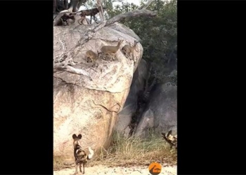 dog for king 21 soul spring on rock wall 119078