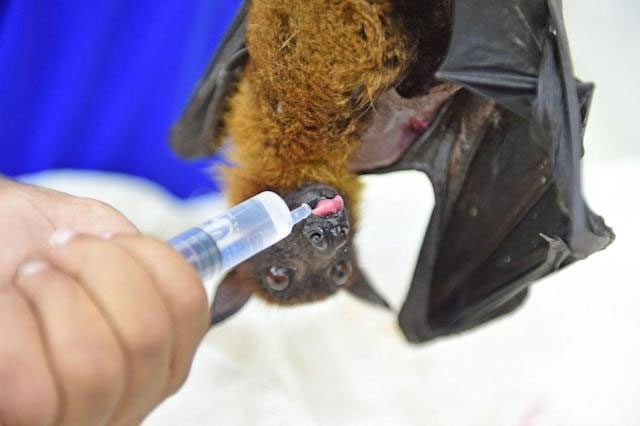 A flying fox