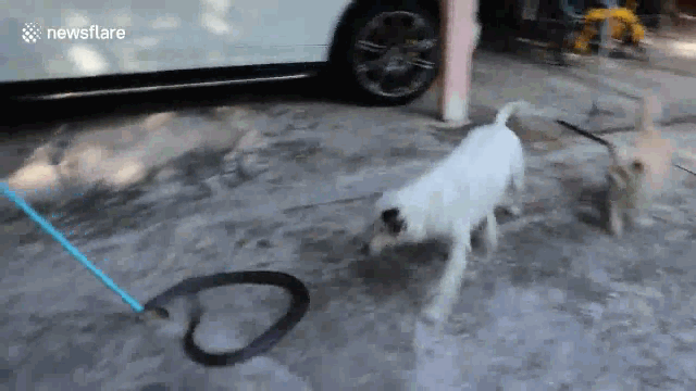 Two dogs confronting a highly venomous snake.