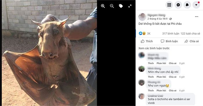 A giant bat captured in Africa.