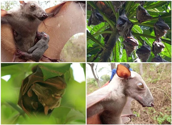 Hammer-headed bat.