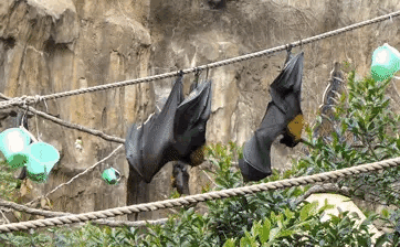 How bats relieve themselves