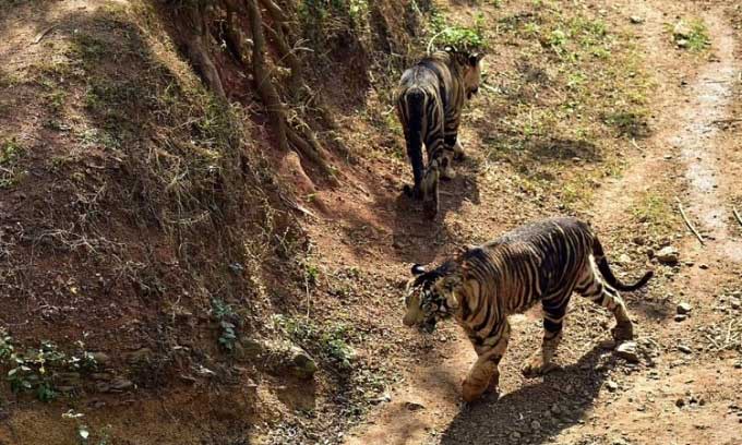 The rare black tigers with unusual fur due to pseudo-melanism.