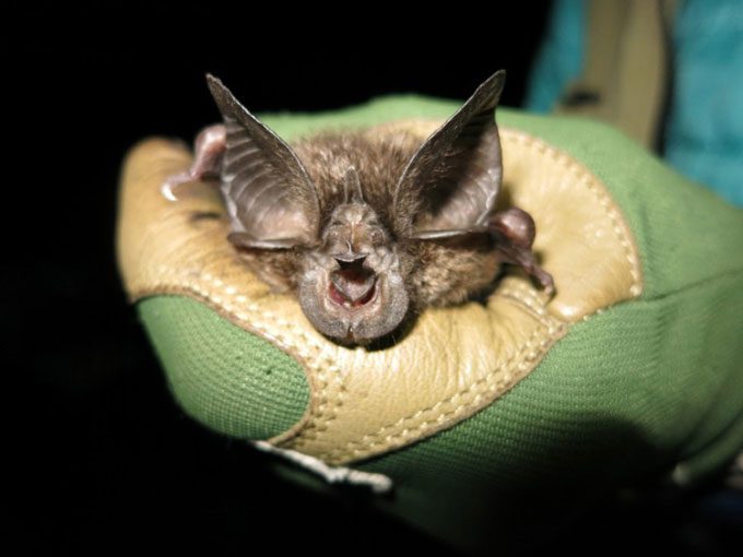 A Hill's Horseshoe Bat found in Nyungwe forest in 2019.