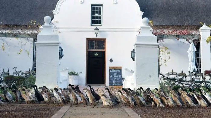 "Duck army" of Vergenoegd Löw Wine Estate - existing for over 300 years.