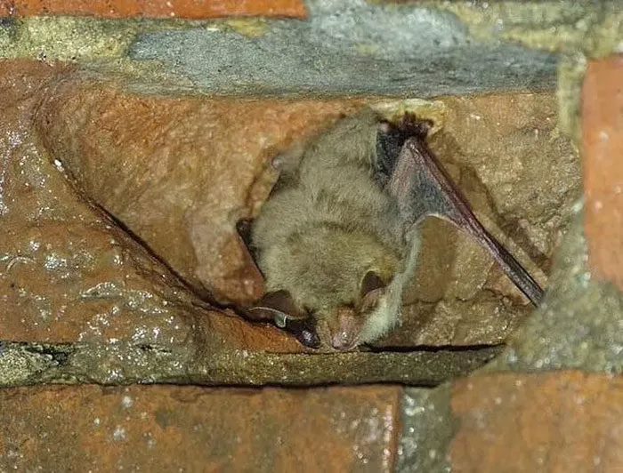The Greater Mouse-eared Bat in England is once again at risk of extinction.