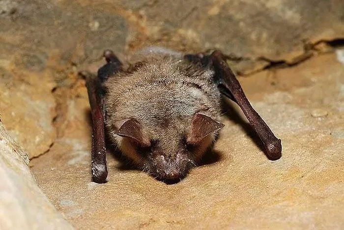 "Lonely Joe" is currently the only living Greater Mouse-eared Bat in England.