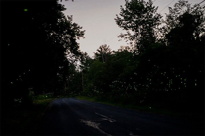 Firefly "strips" lighting up the forest edge.