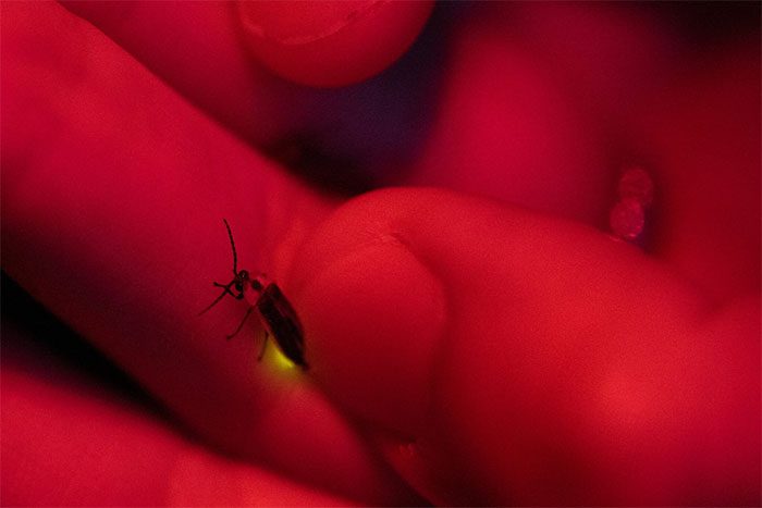 Fireflies rely on their flashing light to find each other and mate.