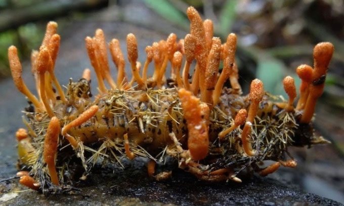 Cordyceps is extremely rare in nature