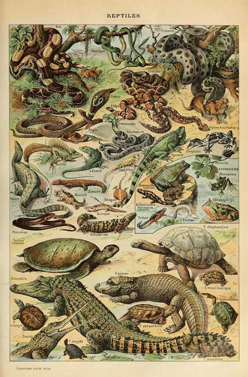 Most reptiles are carnivorous.