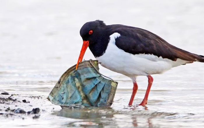 A bird hunting in the Netherlands encounters a face mask