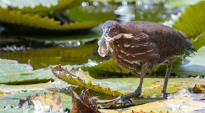 A bird caught with its beak in a face mask. Photo taken in Singapore