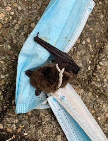A bat completely entangled in two face masks in the Netherlands