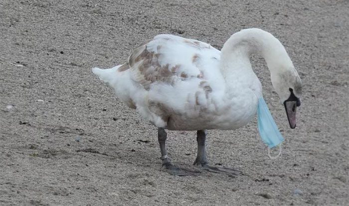 A face mask stuck on the body of a swan in Ireland