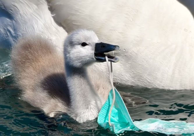 A swan in Italy with a discarded face mask