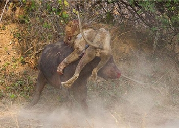 dont mess with the bull you will get the horns 118214