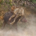 dont mess with the bull you will get the horns 118214