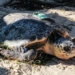 dozens of rare sea turtles massacred in japan 121827