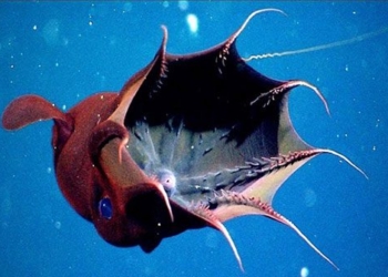 dragon fish unchanged for hundreds of millions of years 123865
