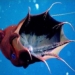 dragon fish unchanged for hundreds of millions of years 123865