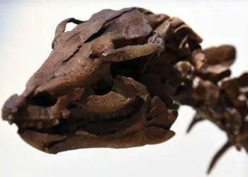 dragon flower dies just as heavenly dragon crashes into earth 119869