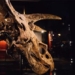 dragon flower thach khung long bi dong loai dam thung so 119927