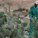 dragon occupies agricultural land in kenya 118280