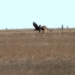 dream power strong attack kangaroo and salty ending 119092