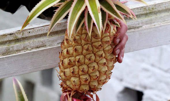 Heligan Pineapple