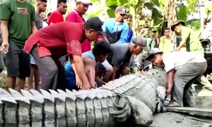 Villagers attempt to capture the animal and hand it over to the authorities.