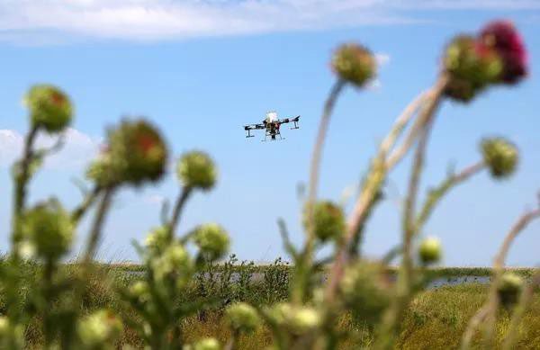Currently, drones can be used to sow rice, alfalfa, and mustard plants.