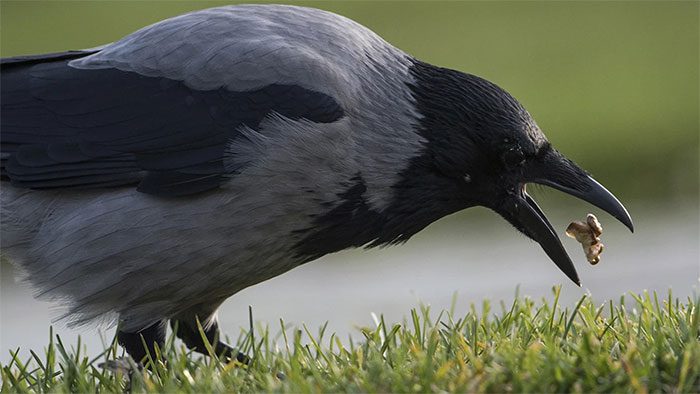 Crows in Södertälje will collect cigarette butts from the streets.
