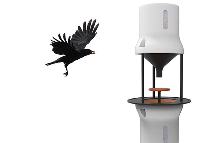 Crows are easy to train and learn from each other.