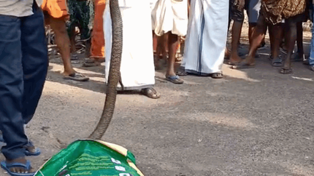 The man was later bitten by the king cobra on the knee.