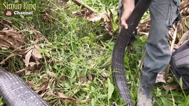 This snake is a female king cobra about to give birth.