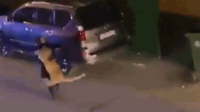 The woman carrying a lion cub walking to the parking lot