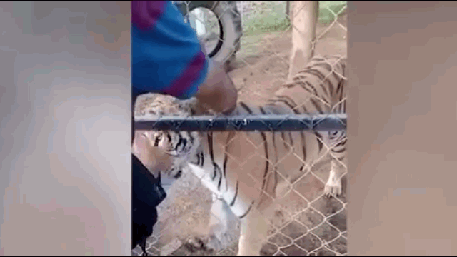 The tiger opened its mouth and bit straight into Jesús's right hand.