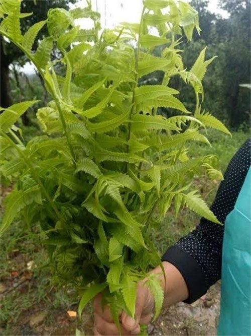 Ferns are rich in nutrients.
