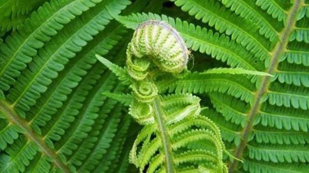 Ferns used as edible greens.