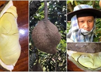 durian no girls make it hard for research 105777