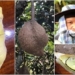 durian no girls make it hard for research 105777