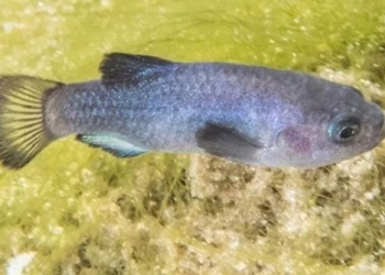 earthquake reveals rare fish species in caves 123305