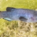 earthquake reveals rare fish species in caves 123305