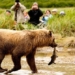 easy job high salary in the us incident management with grizzly bear income 100000 usd 119512