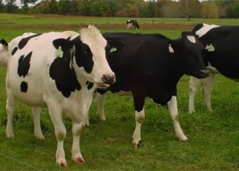 eating meat habit increases cancer risk in domestic animals 118105