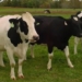 eating meat habit increases cancer risk in domestic animals 118105