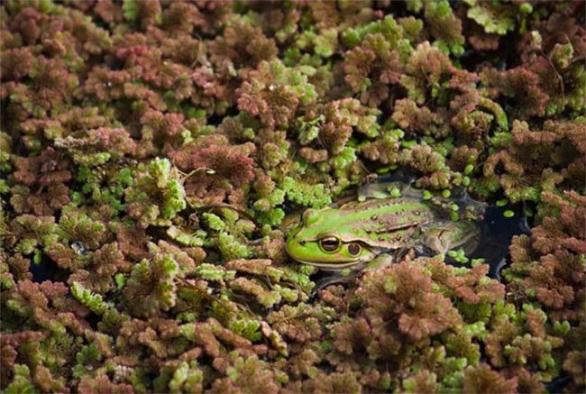 Green Tree Frog