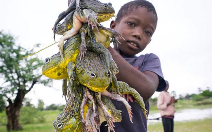 Africans believe its deliciousness outweighs the danger.